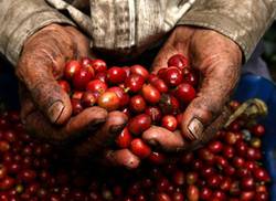 the-black-nectar-and-the-legend-of-the-peasants-coffee