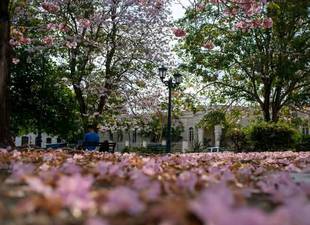 vida-y-muerte-de-las-flores-en-un-parque-de-santa-clara